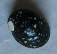 Neripteron bensoni guerrini  (Récluz, 1841) 